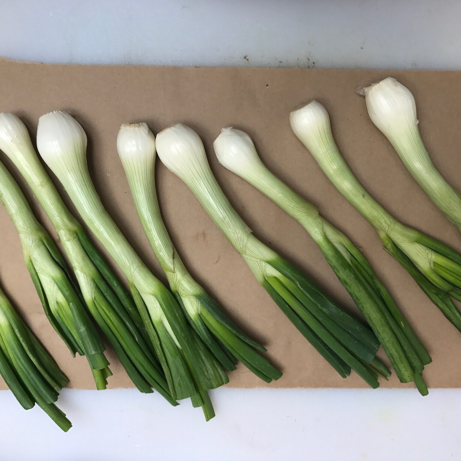 green onions1